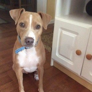 Meet your Posher, Carol